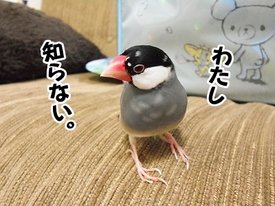 ブンチョ日誌