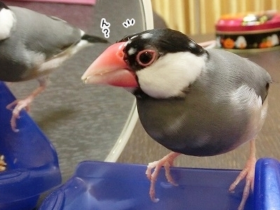 ブンチョ日誌