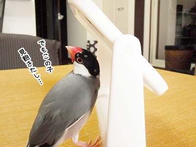 ブンチョ日誌