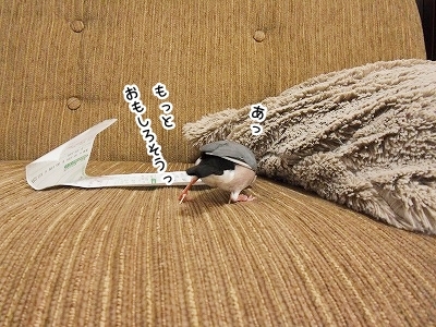 ブンチョ日誌