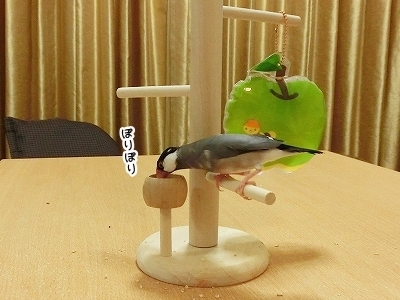 ブンチョ日誌