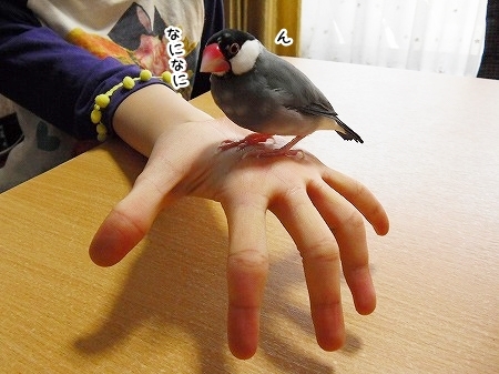 ブンチョ日誌