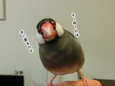 ブンチョ日誌