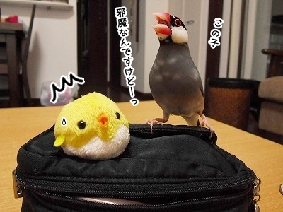 ブンチョ日誌