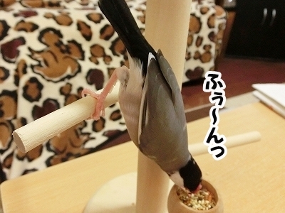 ブンチョ日誌