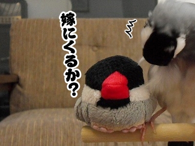 ブンチョ日誌