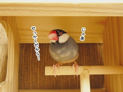 ブンチョ日誌