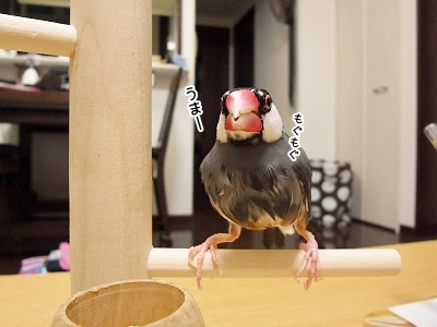 ブンチョ日誌