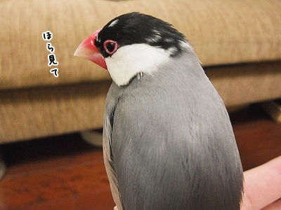 ブンチョ日誌