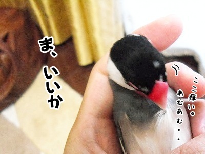 ブンチョ日誌