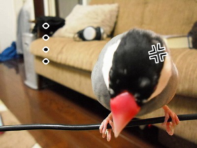 ブンチョ日誌