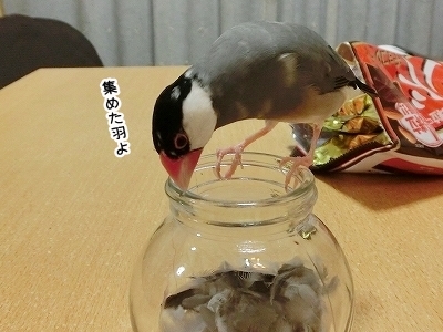 ブンチョ日誌