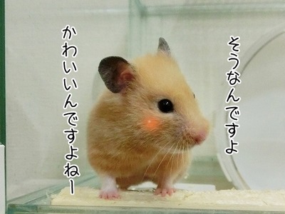 s-CIMG0744