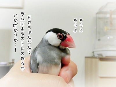 s-CIMG2691