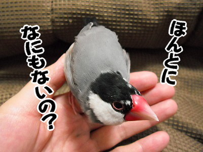 ブンチョ日誌