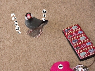 ブンチョ日誌