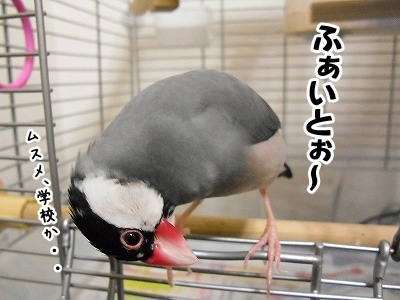 ブンチョ日誌