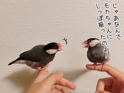 s-CIMG3294