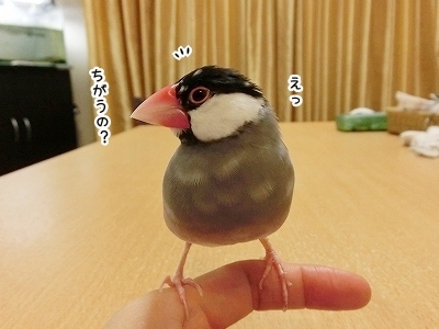 ブンチョ日誌