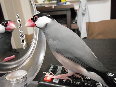 ブンチョ日誌