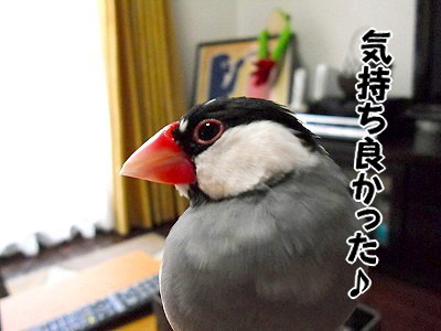ブンチョ日誌