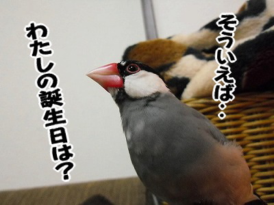 ブンチョ日誌