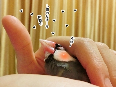 ブンチョ日誌