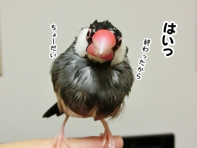 ブンチョ日誌