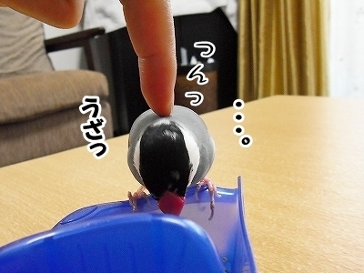 ブンチョ日誌