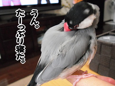 ブンチョ日誌