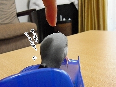 ブンチョ日誌