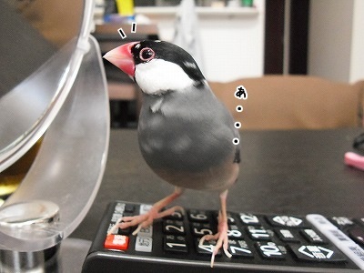 ブンチョ日誌