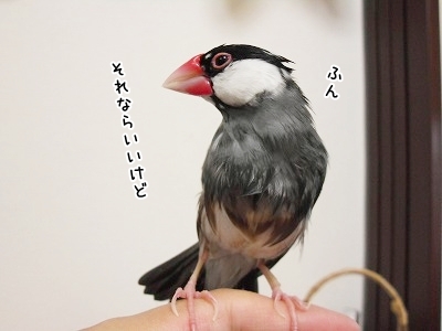 ブンチョ日誌
