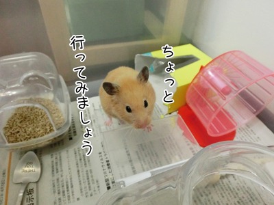 s-CIMG0081