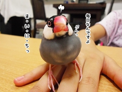 ブンチョ日誌