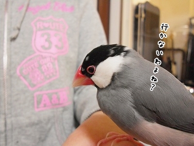 ブンチョ日誌