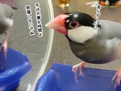 ブンチョ日誌