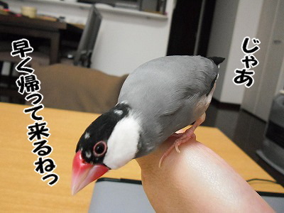 ブンチョ日誌