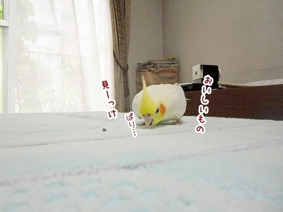 ブンチョ日誌