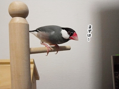 ブンチョ日誌