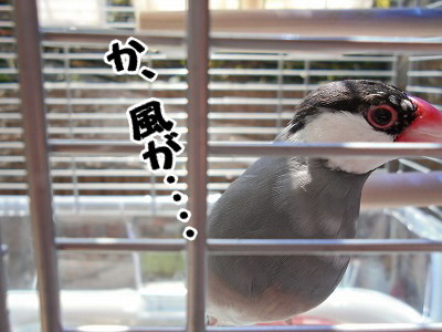 ブンチョ日誌