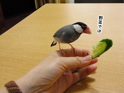 ブンチョ日誌