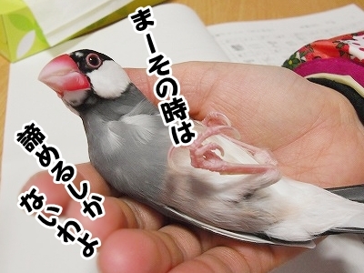 ブンチョ日誌