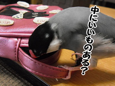 ブンチョ日誌
