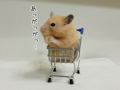 s-CIMG9922