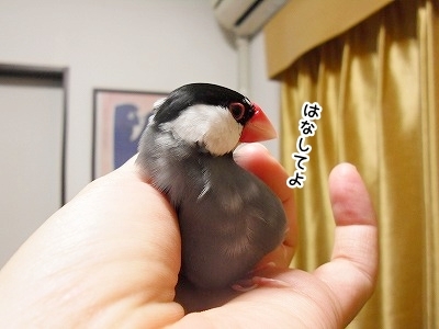 ブンチョ日誌