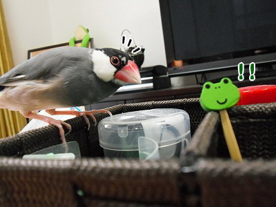 ブンチョ日誌