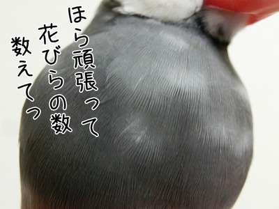 s-CIMG9463