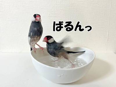 ちょっとよく意味がわからない文鳥 : ブンチョ日誌 Powered by