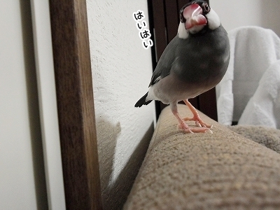 ブンチョ日誌